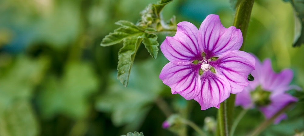 Ebegümeci hangi hastalıklara iyi gelir Ebegümecinin faydaları ve zararları nelerdir?