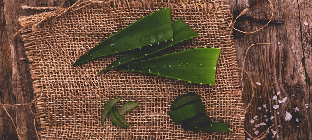 Aloe vera nedir? Aloe vera jelinin faydaları nelerdir?