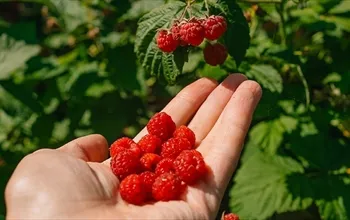 Ahududu faydaları nelerdir? Ahududu zayıflatır mı?