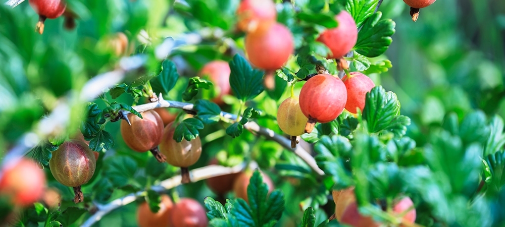 Altın çileğin faydaları nelerdir? Altın çilek nasıl tüketilir?