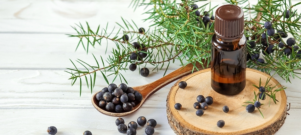 Ardıç yağı neye iyi gelir? Ardıç yağı içilir mi?