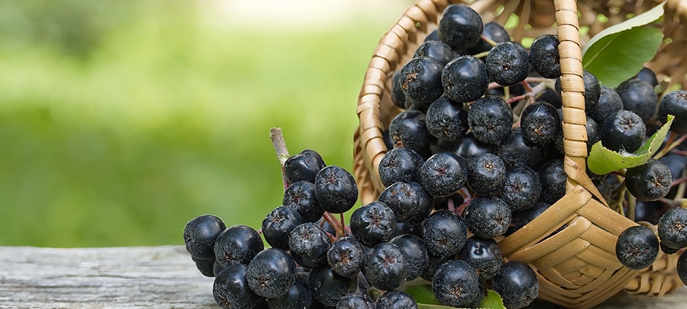 Aronya nedir? Aronya ne işe yarar?