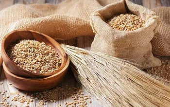 Arpanın faydaları nelerdir? Buğday ve arpa aynı şey mi?