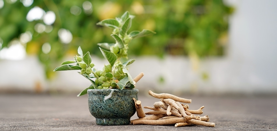 Ashwagandha faydaları: Bilimsel kanıtlar ve klinik rehber