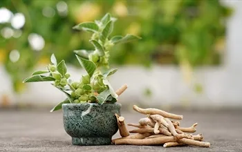 Ashwagandha faydaları: Bilimsel kanıtlar ve klinik rehber