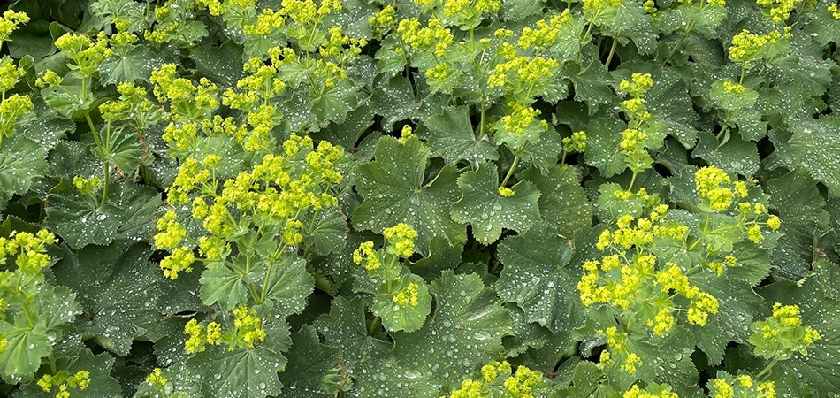 Aslanpençesinin faydaları nelerdir? Aslanpençesini kimler kullanamaz?