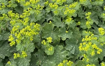 Aslanpençesinin faydaları nelerdir? Aslanpençesini kimler kullanamaz?