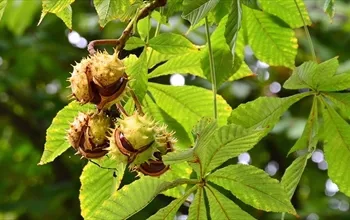 At kestanesi ne işe yarar? At kestanesi nasıl kullanılır?