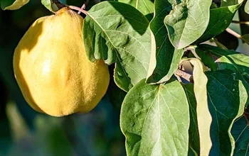 Ayva yaprağının faydaları neler? Ayva yaprağı suyu ne işe yarar?