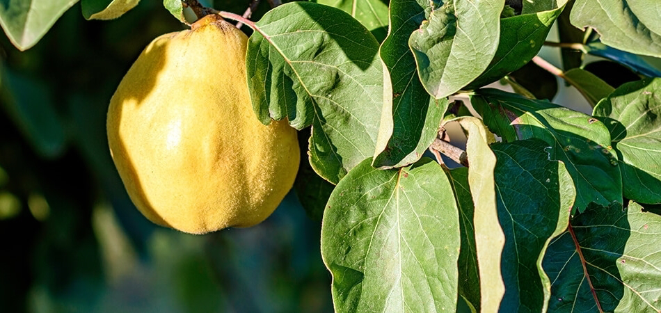 Ayva yaprağının faydaları neler? Ayva yaprağı suyu ne işe yarar?