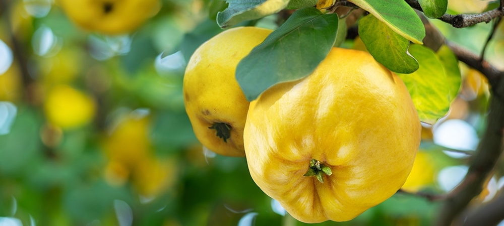 Ayva yemenin faydaları nelerdir? Ayvada hangi vitaminler var?