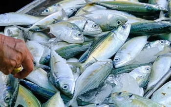 Balık yemenin faydaları neler? Balıkta hangi vitaminler var?