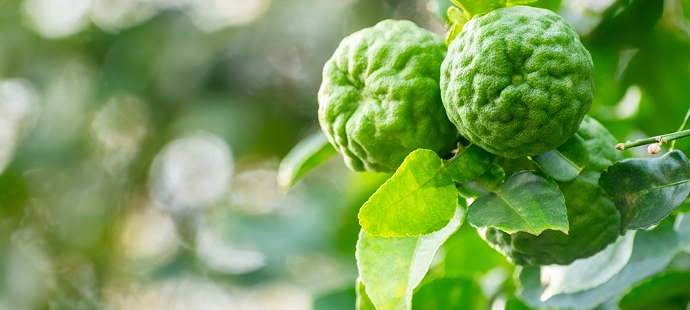 Bergamot nedir? Bergamotun faydaları neler?