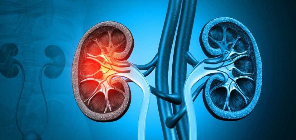 Böbrek nakli nedir? Böbrek nakli nasıl yapılır?