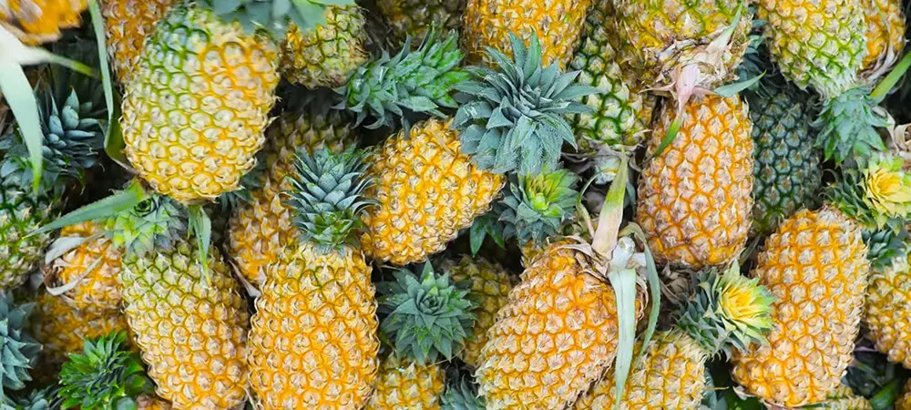 Bromelain hangi hastalıklar için kullanılır? Kilo verdiren bromelain hangi durumlarda kullanılır? Bromelain hangi hastalıklar için kullanılır? Kilo verdiren bromelain hangi durumlarda kullanılır?