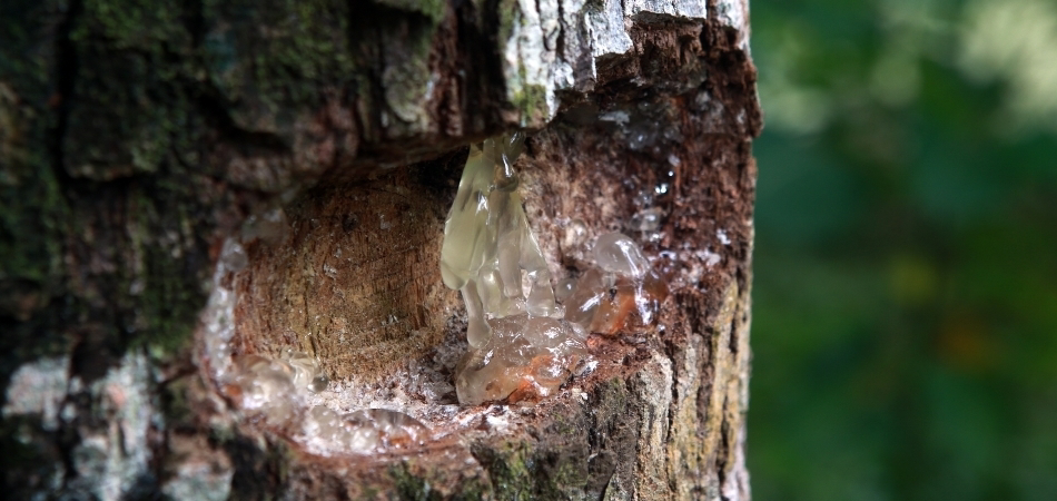 Çam sakızının faydaları nelerdir? Çam sakızı ne işe yarar?