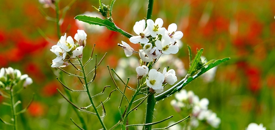 Çobançantası otu nedir? Çobançantası neye iyi gelir?