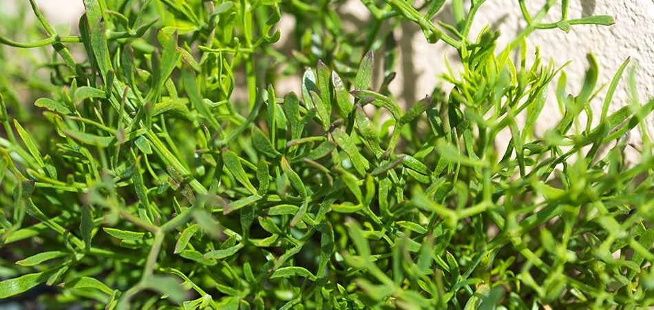 Deniz börülcesi neye faydalıdır? Deniz börülcesi hangi organa iyi gelir?