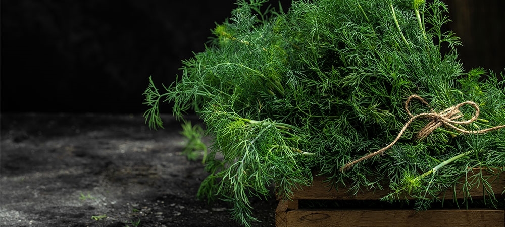 Dereotu nedir? Dereotunun faydaları nelerdir? 