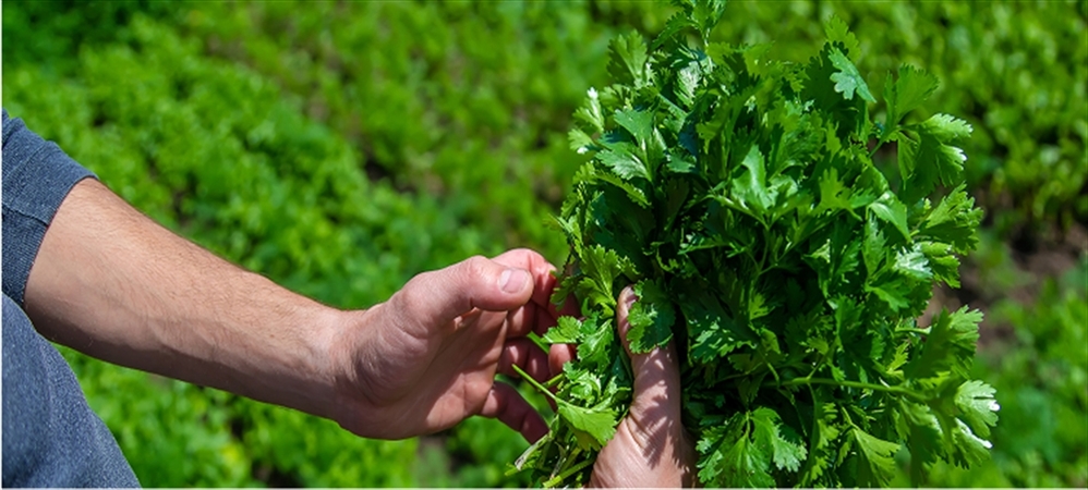 Maydanoz kürü neye iyi gelir? Maydanoz kürünün faydaları ve zararları nelerdir?