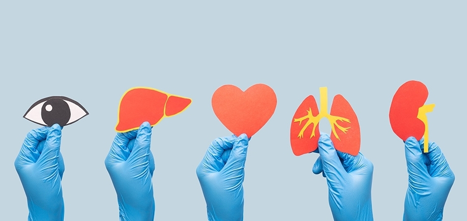 En hızlı iyileşen organ hangisidir? Hangi organ kendini yeniler?