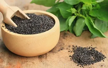 Fesleğen tohumunun faydaları neler? Fesleğen tohumu içeceği nasıl yapılır?