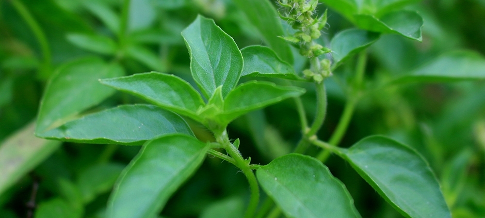 Fesleğenin faydaları nelerdir?