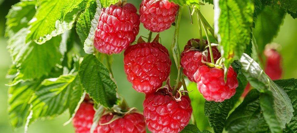 Frambuazın faydaları neler? Frambuaz hangi hastalıklara iyi gelir?