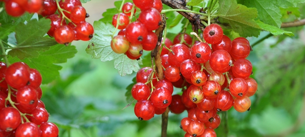 Frenk üzümü nedir, ne işe yarar? Frenk üzümünün faydaları nelerdir?