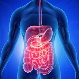 Gastrointestinal Sistem