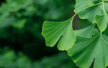 Ginkgo biloba ne işe yarar? Ginkgo bilobanın yan etkileri nelerdir?