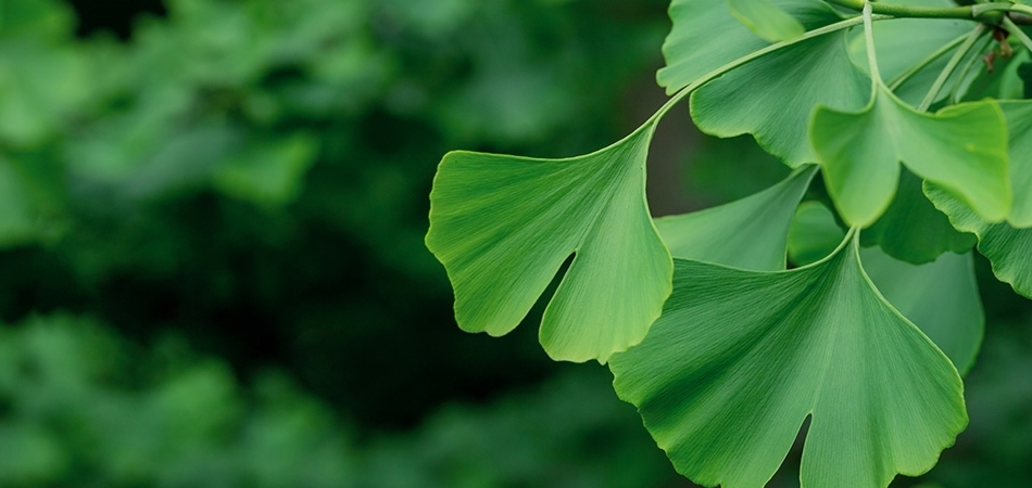 Ginkgo biloba ne işe yarar? Ginkgo bilobanın yan etkileri nelerdir?