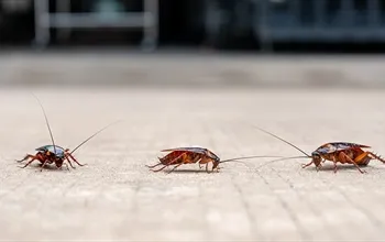 Hamam böceği neden olur? Hamam böceği nasıl yok edilir?