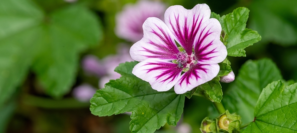 Hatmi çiçeği nelere iyi gelir? Hatmi çiçeğinin yan etkileri nelerdir?