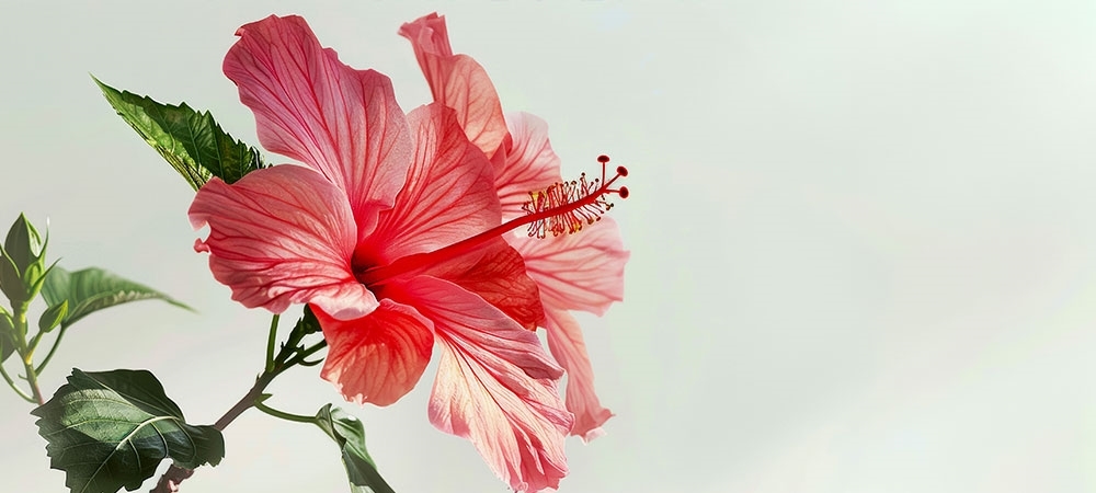 Hibiskus nedir? Hibiskus neye iyi gelir?