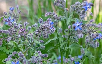 Hodan otu nedir? Hodan otu faydaları nelerdir?