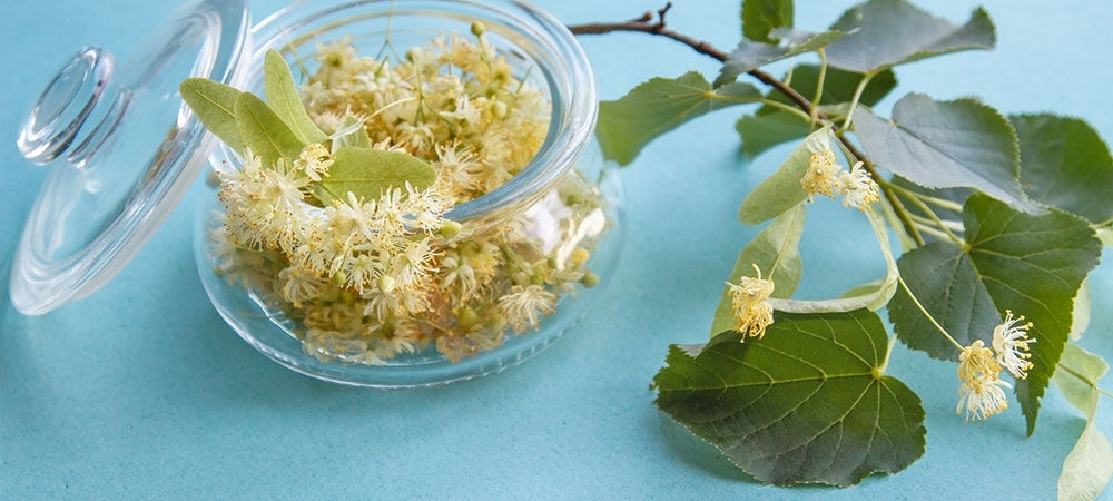 Ihlamur nelere iyi gelir? Ihlamurun faydaları nelerdir?