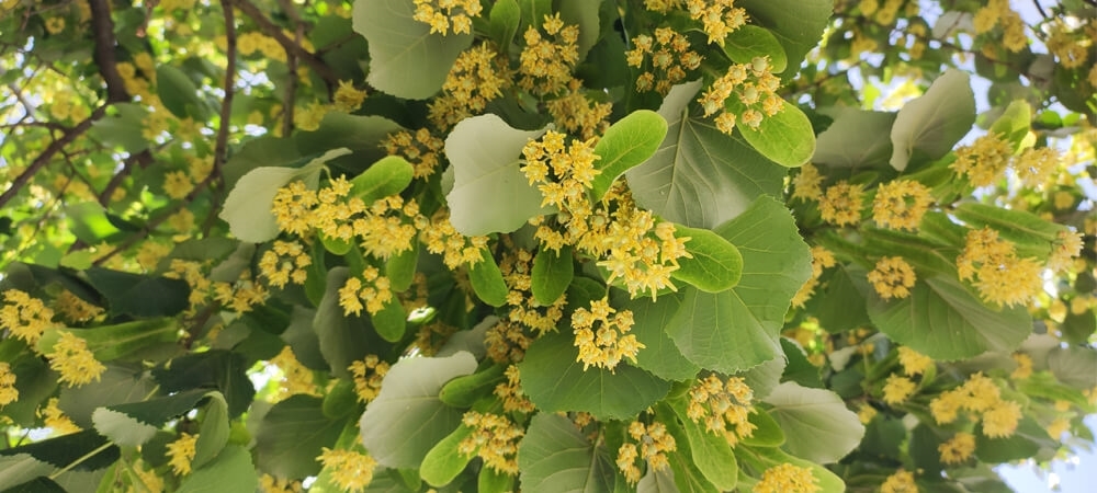 Ihlamur hangi hastalıklara iyi gelir? Ihlamurda hangi vitaminler var?