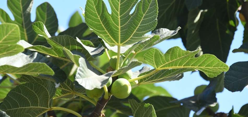 İncir yaprağının faydaları neler? İncir yaprağı yenir mi?