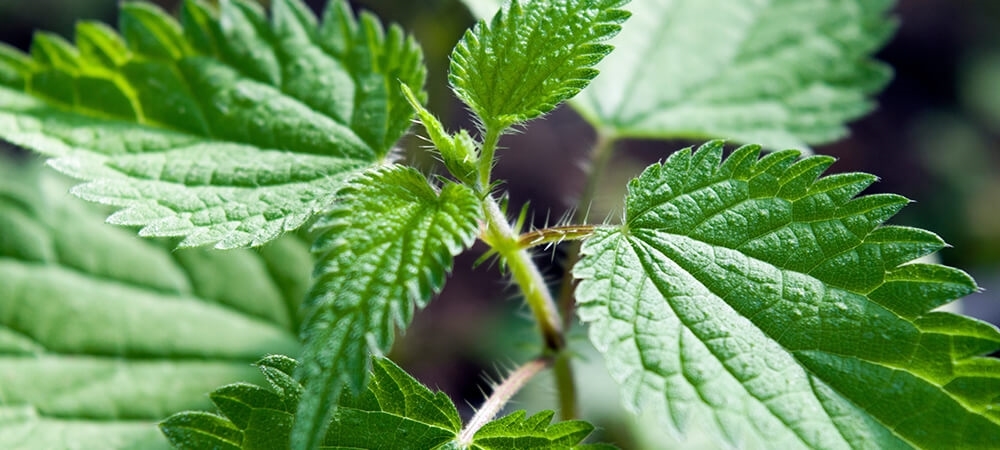 Isırgan otu nedir? Isırgan otunun faydaları nelerdir?