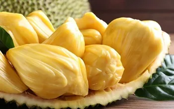 Jackfruit nedir? Jackfruit faydaları nelerdir?