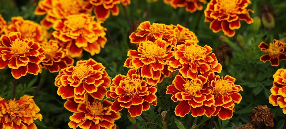 Kadife çiçeği neye iyi gelir? Kadife çiçeği yağının faydaları nelerdir?