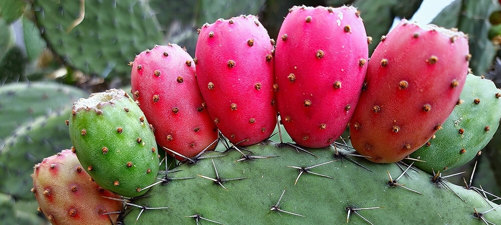 Kaktüs meyvesi nasıl yenir? Kaktüs meyvesinin tadı neye benzer?