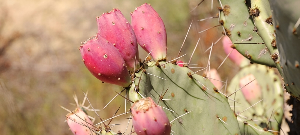 Kaktüs meyvesinin faydaları nelerdir? Kaktüs meyvesinin besin değerleri neler?