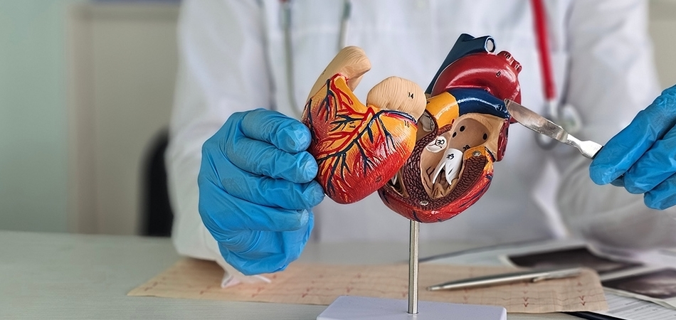 Kalp kapakçığı vücutta ne işe yarar? Kalp kapakçığında sorun varsa ne olur?