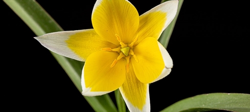 Kantaron yağı faydaları nelerdir? Sarı/ kırmızı kantaron yağı nasıl kullanılır?