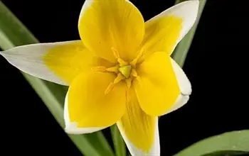 Kantaron yağı neye iyi gelir? Kantaron yağının faydaları nelerdir?