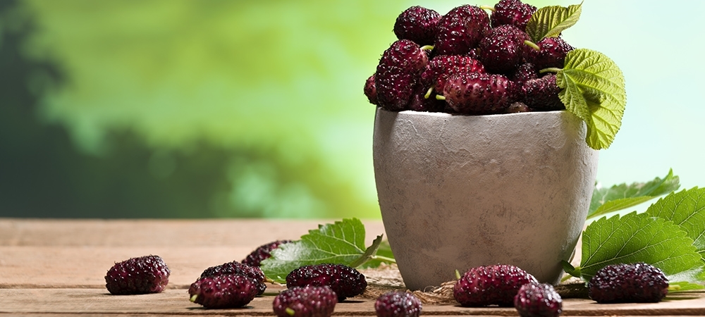 Karadut neye iyi gelir? Karadut iltihap söker mi?