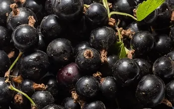 Karayemişin diğer adı nedir? Karayemiş meyvesi neye iyi gelir?