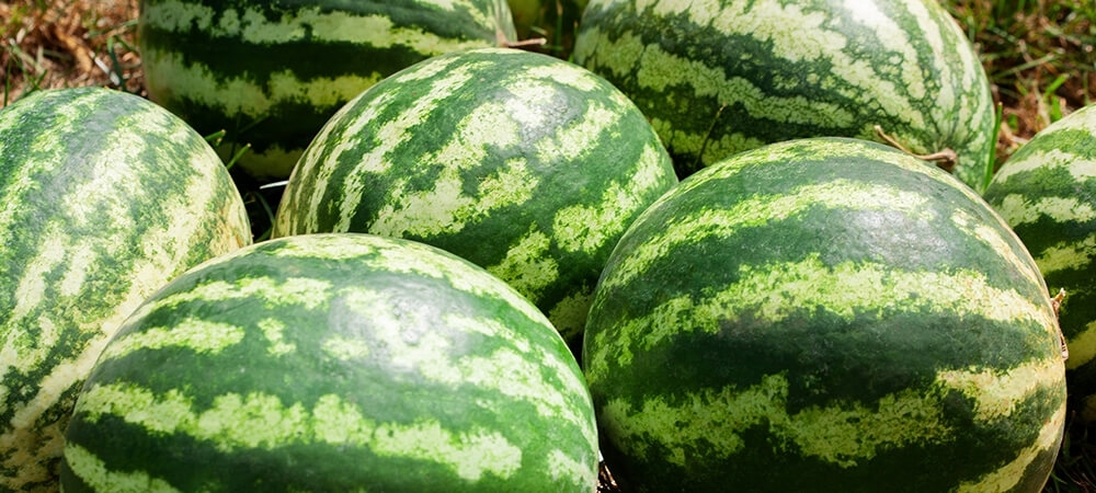 Karpuzun faydaları neler? Karpuz kilo aldırır mı?